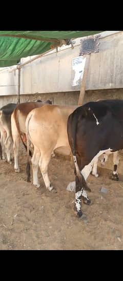 cow