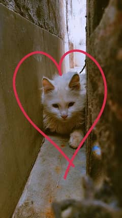 cat sale