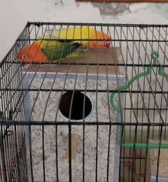 2 male , 01 female