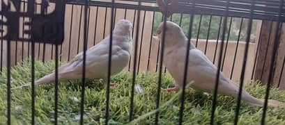 Australian pair 03112709125