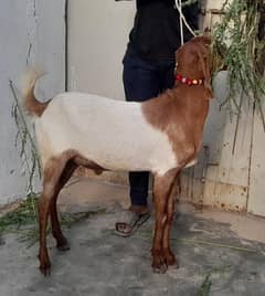 2 DANT BAKRA FOR QURBANI