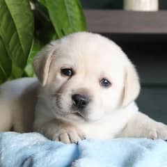 Labrador Cute Male Puppy For Sale