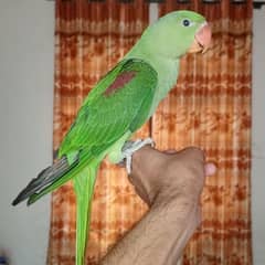 beautiful hand tame parrot