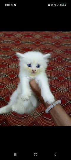 pure Persian kittens