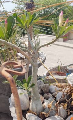 Adinium plants for sale
