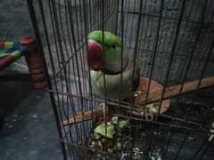 kashmiri raw male miya MITHO bolta ha sitiyan marta ha apni merzi se