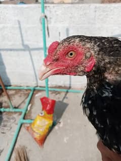 aseel patha for sell in Rawalpindi