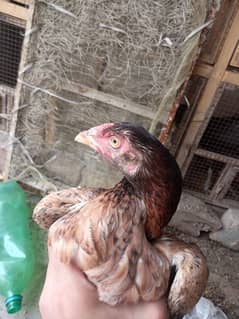 2 female  pathiyan   7 months