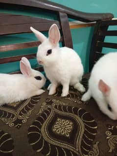 fancy rabbits hotot