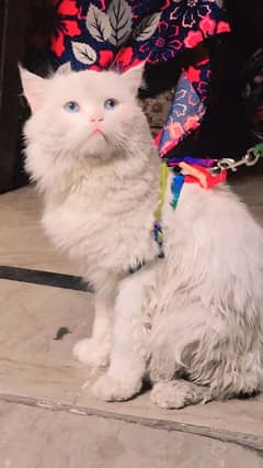 persian