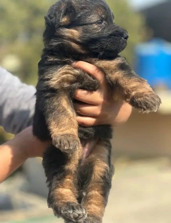 German shepherd puppies for sale / puppy / GSD pup / german shepherd 3