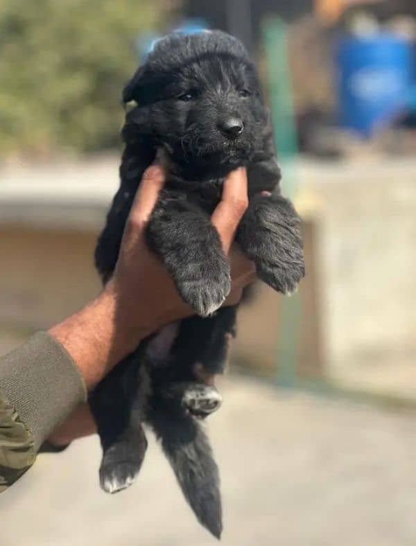 German shepherd puppies for sale / puppy / GSD pup / german shepherd 5