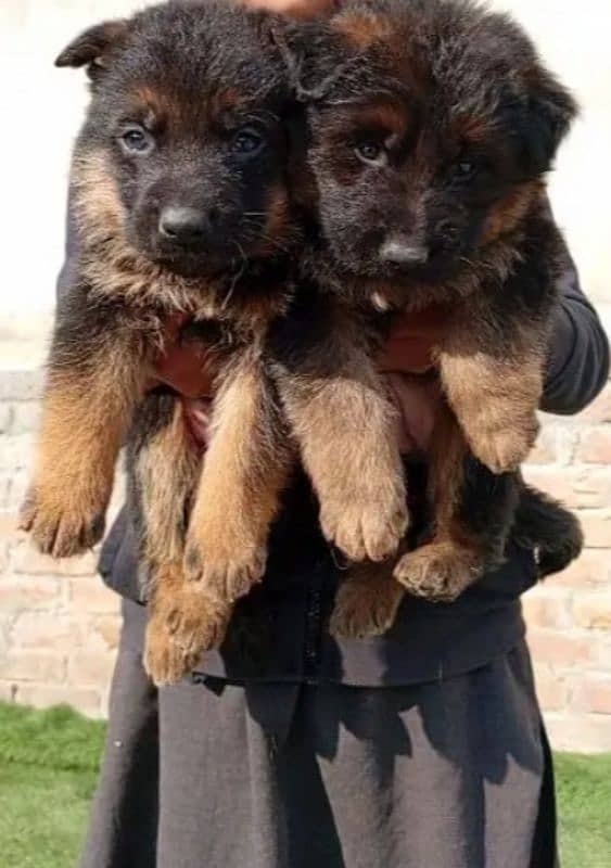 German shepherd puppies for sale / puppy / GSD pup / german shepherd 6
