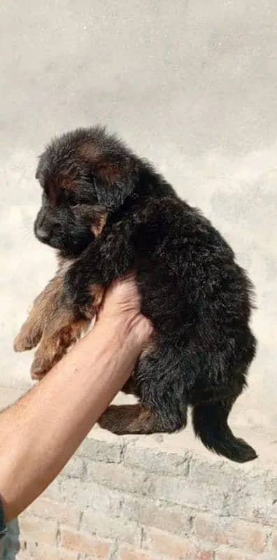 German shepherd puppies for sale / puppy / GSD pup / german shepherd 7