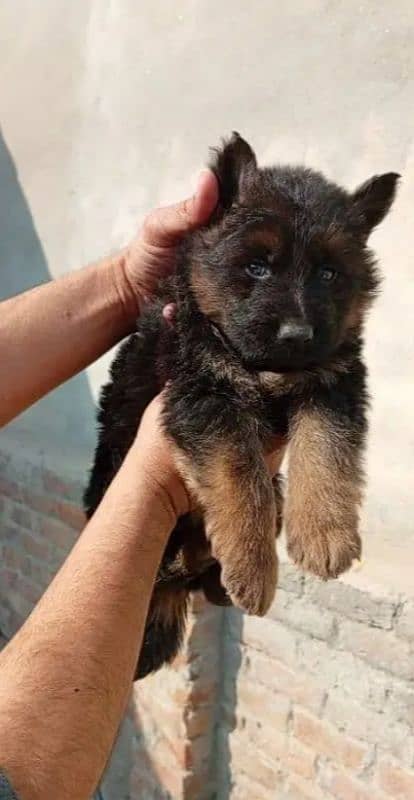 German shepherd puppies for sale / puppy / GSD pup / german shepherd 8