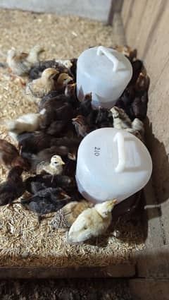 golden misri x austrolops chicks