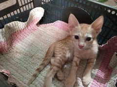 Pair of Cute Kittens
