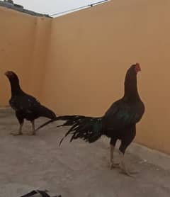 black