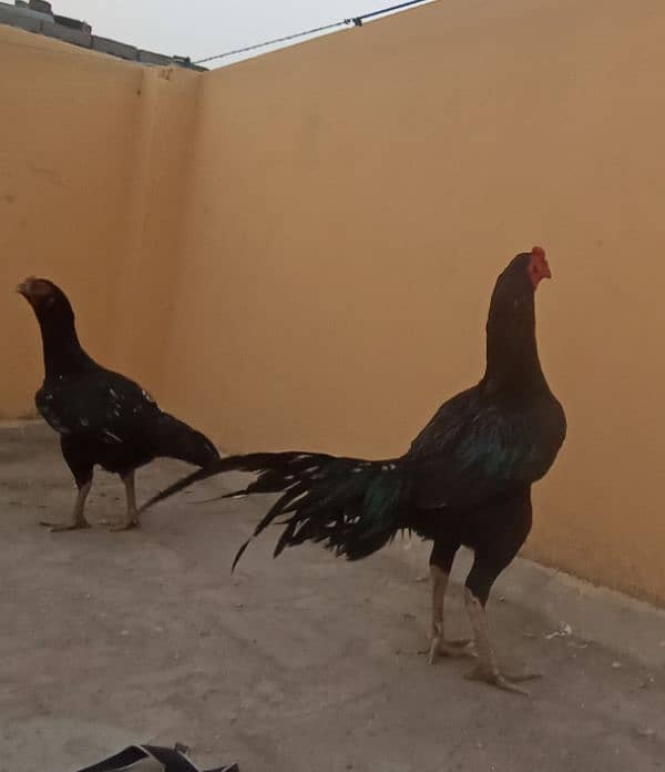 black lasani pair egg and chicks , sindi pair 0