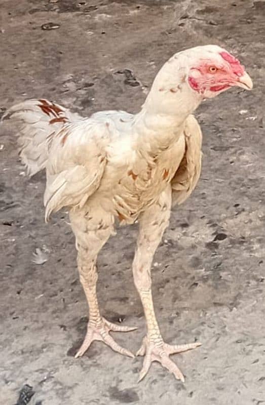 black lasani pair egg and chicks , sindi pair 1