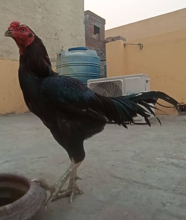 black lasani pair egg and chicks , sindi pair 3