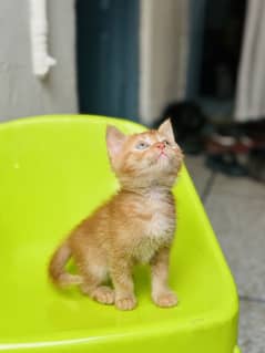 I am selling kittens healthy and active home bread