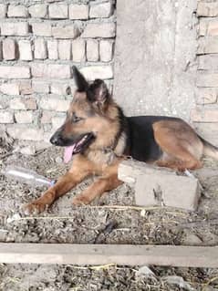 German