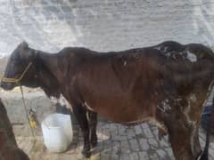 12 kilo mailk