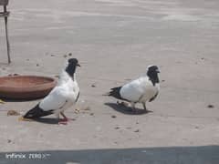 Fancy pigeons birds available