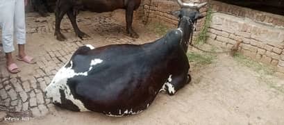 cow