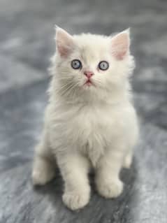 top quality kitten| Punch face Kittens| persian kitten| tripple coat