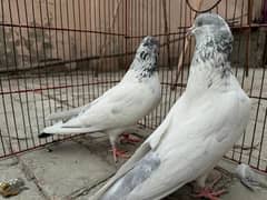 breedr pair 100%