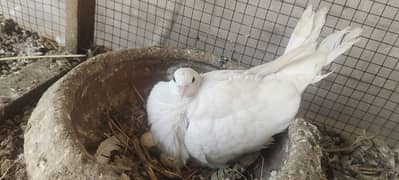 Khumray ( Dove) for sale 03030646720