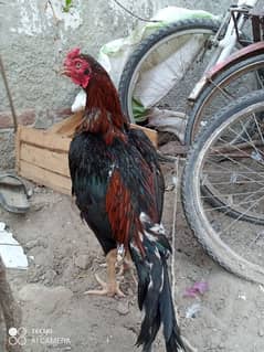 aseel qil bhi h,03418106223