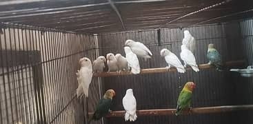 ALBINO BLACK EYES FOR SALE