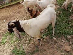Andu Bakra