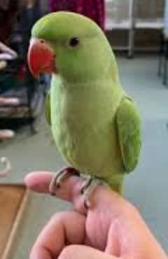 Raw parrot