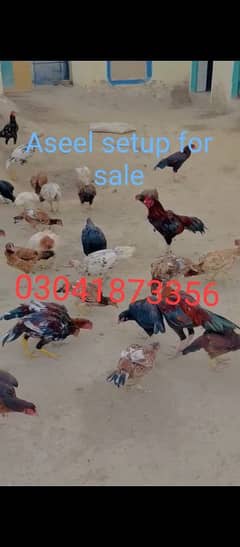 Aseel