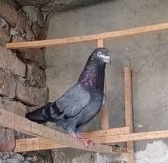high qulity bird For sale