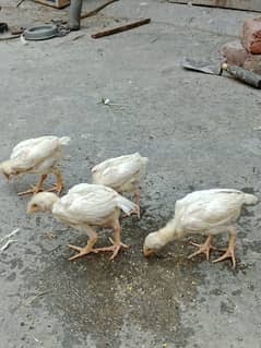 pure white hera aseel chicks paper white ha
