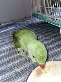 raw parrot self feed chick