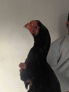 Aseel Lasani Murghi