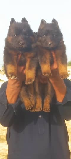 German Shepherd double coat  for sale