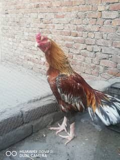 Pure Aseel. . . Golden saletaa kala lakhaa