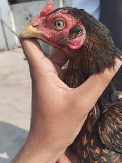 Desi murghi