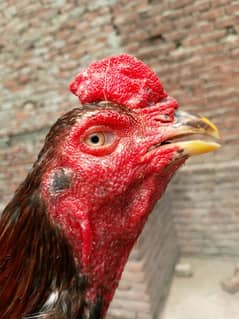 Aseel pair available female egg laying 03350661457