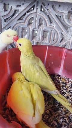 yellow ringneck chicks