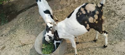 2 goats  for sale in faisalabad