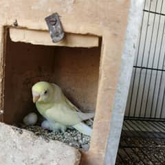 With Eggs Red Eye Budgie Parrot Healthy Active