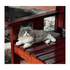 Persian hamalian british punch face piki face cat's and kitten's